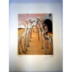 Salvador Dali cm 50x65 carta BFK RIVES firmato a matita timbro artista