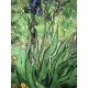 Vincent Van Gogh litografia cm 50x70 edizione Spadem con certificato