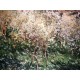 Claude Monet litografia cm 50x70 edizione Spadem