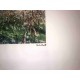 Claude Monet litografia cm 50x70 edizione Spadem