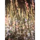 Claude Monet litografia cm 50x70 edizione Spadem